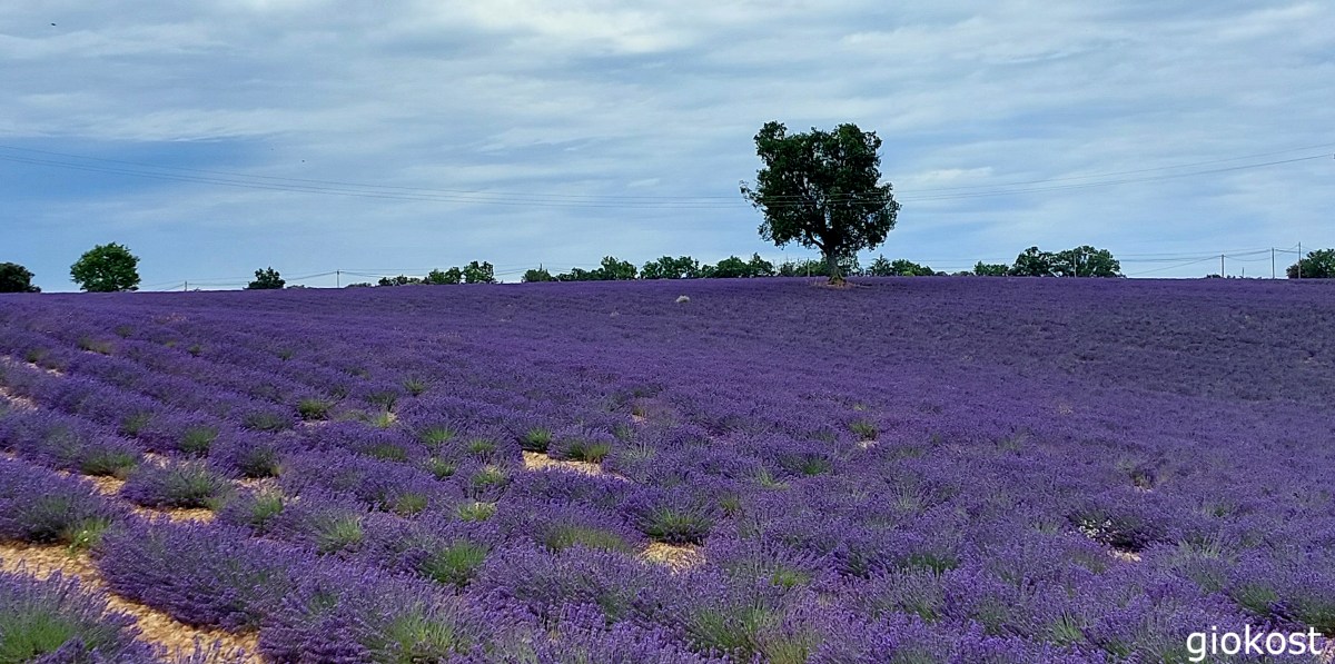 Lo spettacolo della fioritura della&nbsp;lavanda.